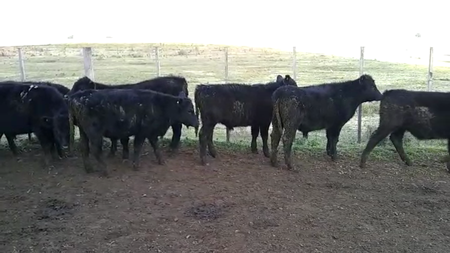 Lote 15 Terneros en Tres Arroyos, Buenos Aires