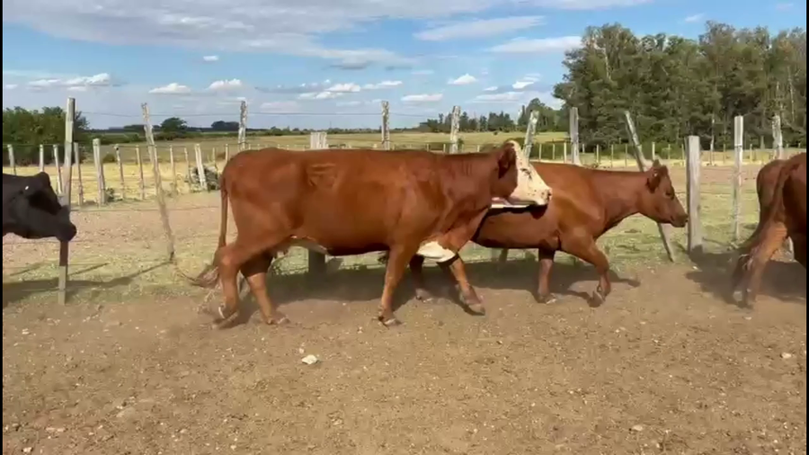 Lote VACAS DE INVERNADA