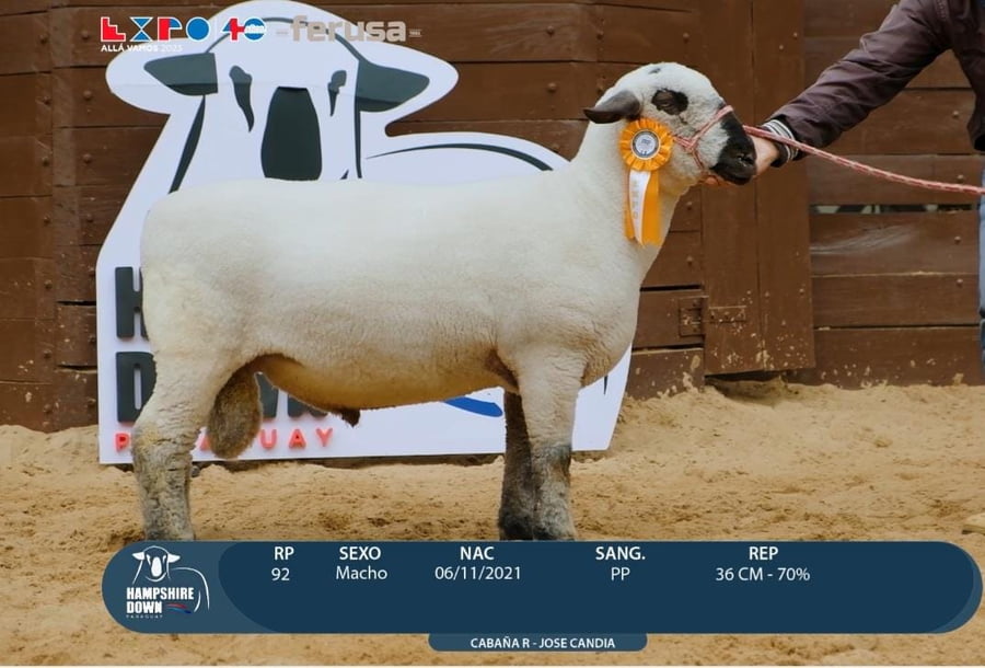 Lote LOTE 56 - BOZAL