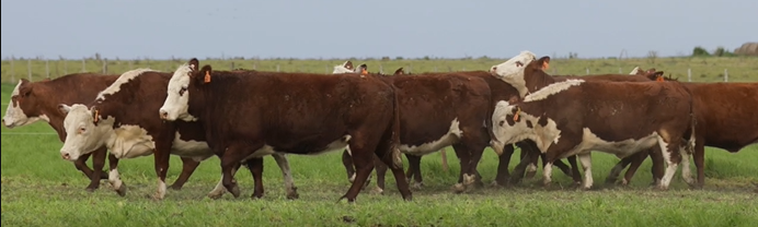 Lote VIENTRES PREÑADOS(CORRAL 48)