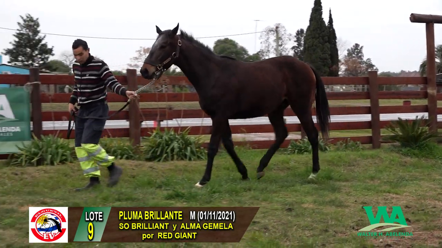 Lote PLUMA BRILLANTE
