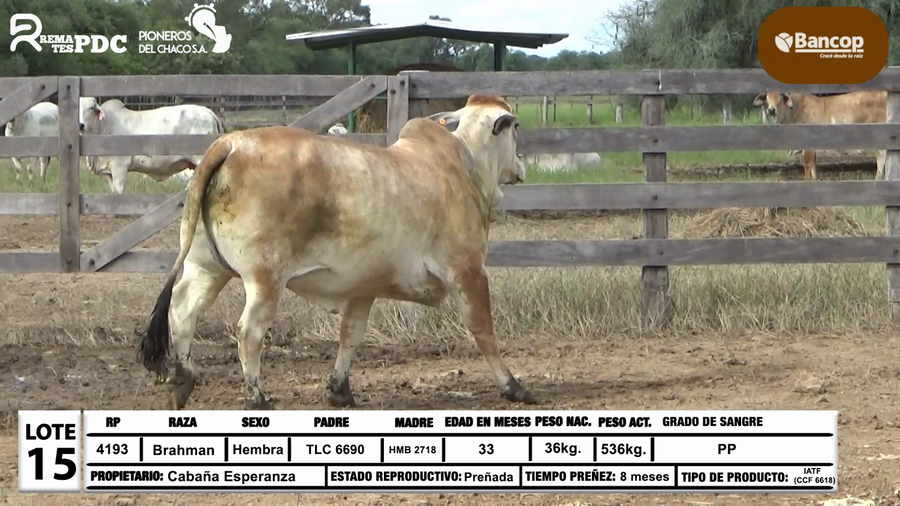 Lote Lote 15