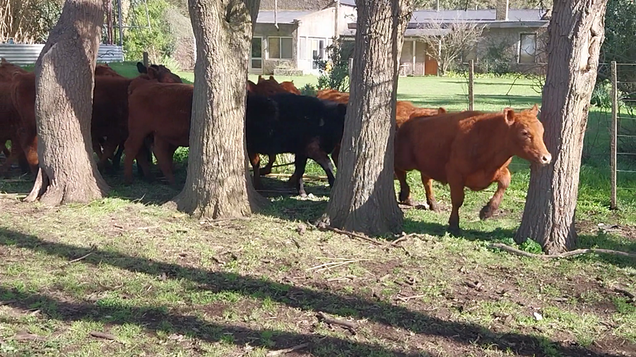 Lote 50 Terneros/as