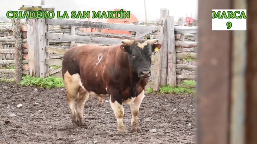 Lote 1 Toro