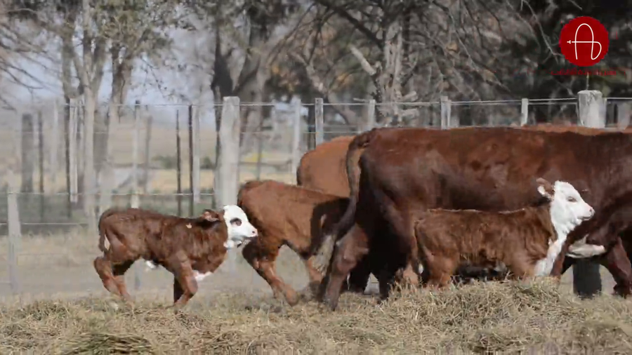 Lote VAQUILLONAS BRAFORD GENERACIONES INTERMEDIAS