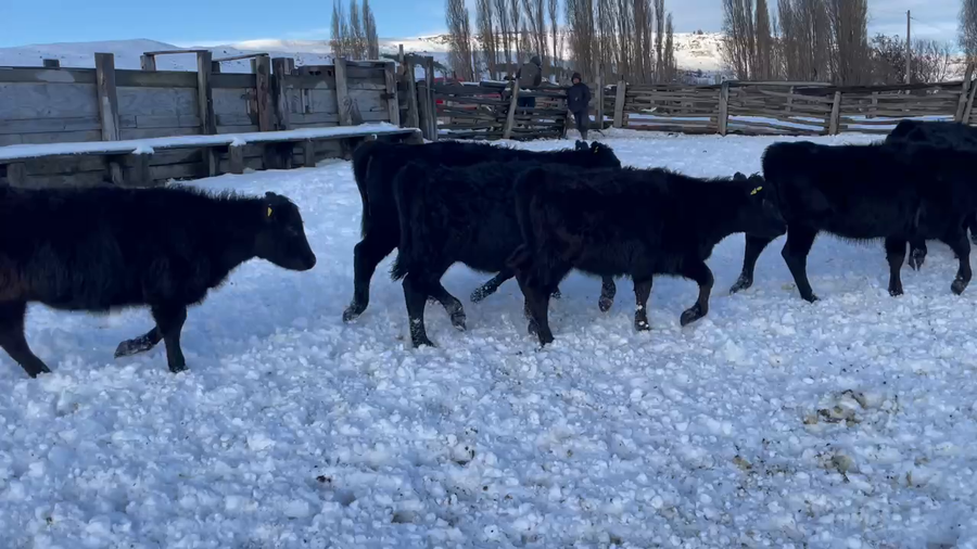 Lote 28 Ternera en Coyhaique, XI Región Aysén
