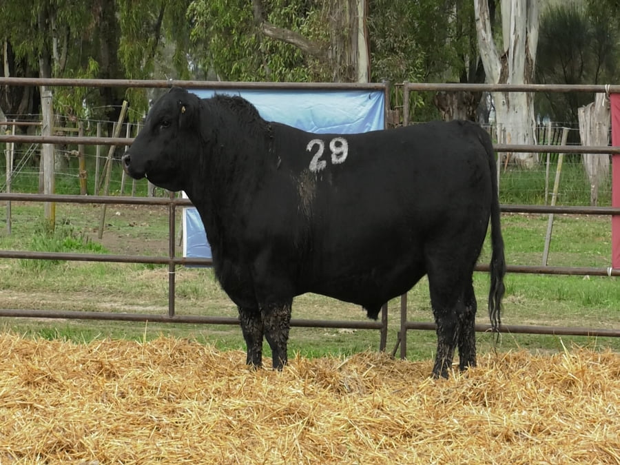 Lote TOROS ANGUS NEGROS PC