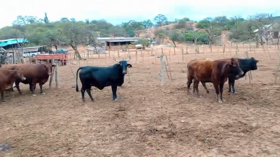 Lote 12 Vacas