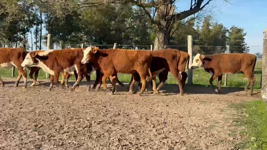 Lote 115 Terneros/as en Corrientes, Paso de Los Libres
