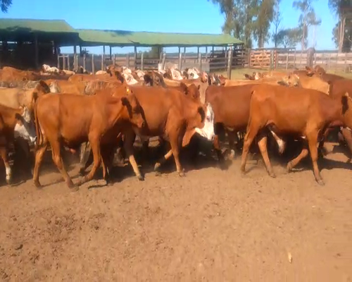 Lote 400 Terneros en Virasoro, Corrientes