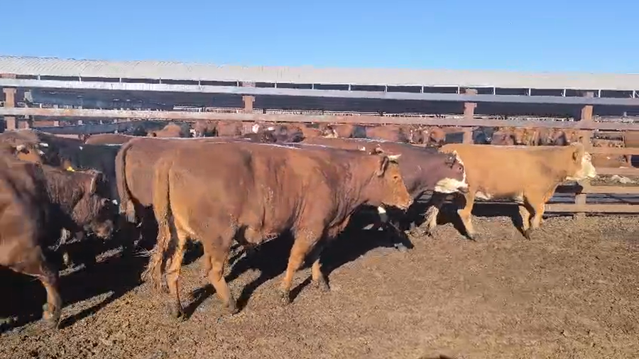 Lote 20 Vaquilla Gorda en Los Ángeles, VIII Región Biobío