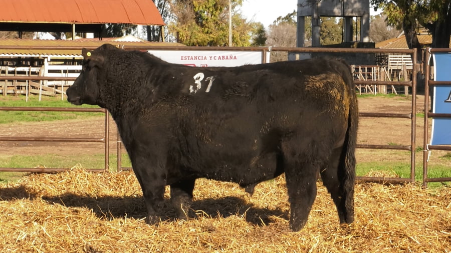 Lote TOROS ANGUS NEGROS PC