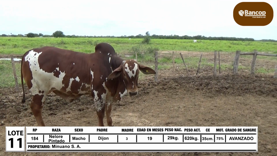 Lote Lote 11