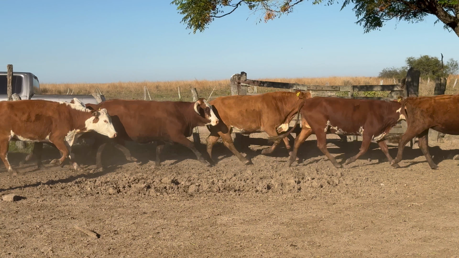 Lote 100 Vacas p/ invernar