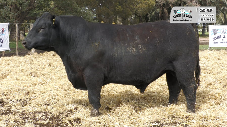 Lote TOROS PUROS CONTROLADOS