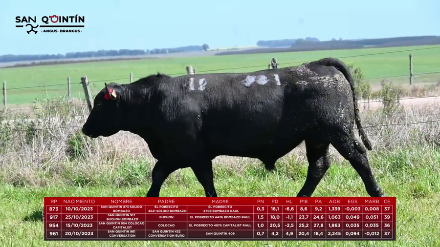 Lote LOTE 12 - ABERDEEN ANGUS PI