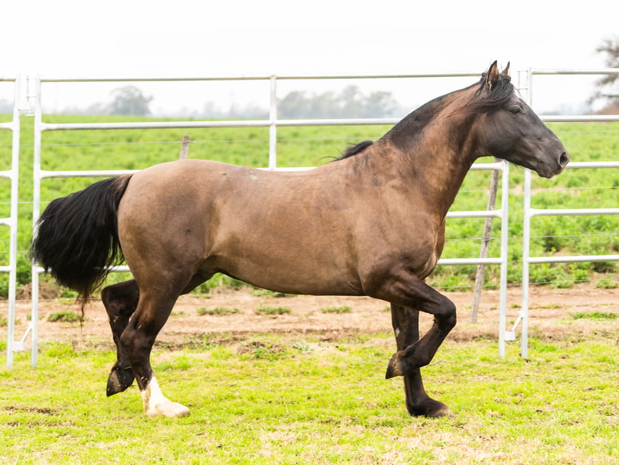 Lote Zangado da Charqueada