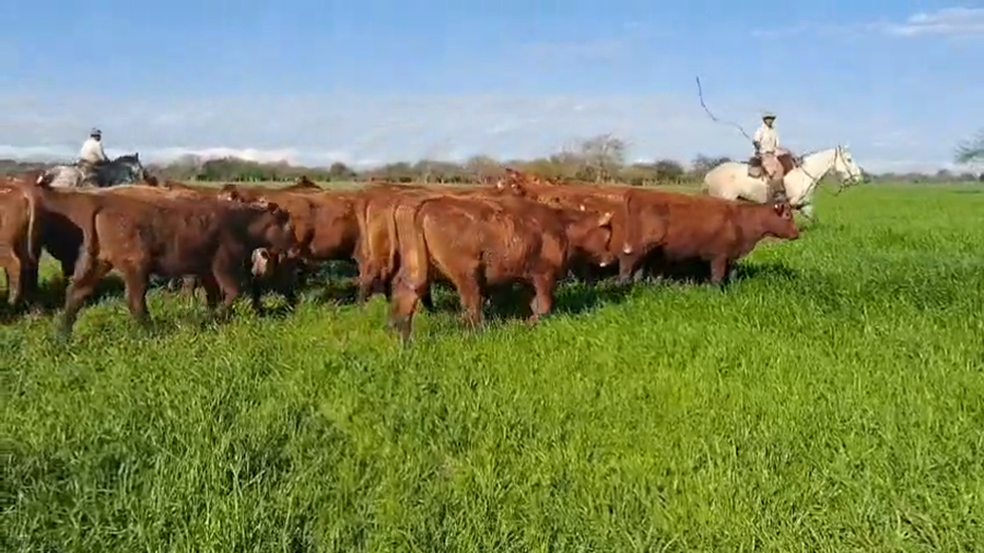 Lote 25 Terneras