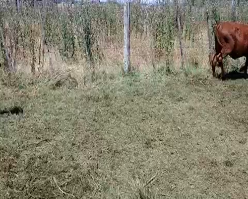 Lote 26 Vaquillonas en Brandsen, Buenos Aires