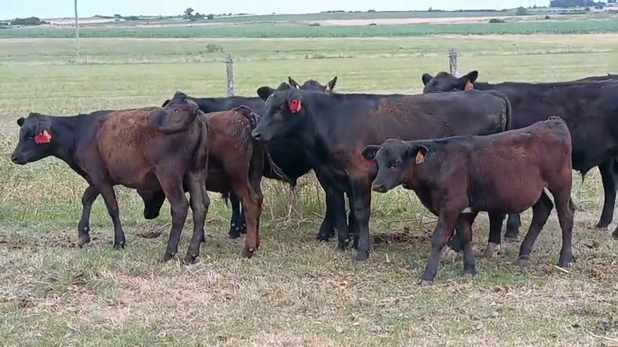 Lote 8 Terneros a remate en Ultima pantalla del año - Escritorio Camy, San José