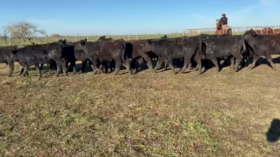 Lote 65 Terneros en Entre Ríos, Villaguay