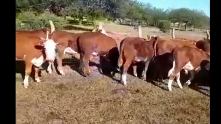 Lote 22 Terneros en Corrientes, Curuzú-Cuatiá