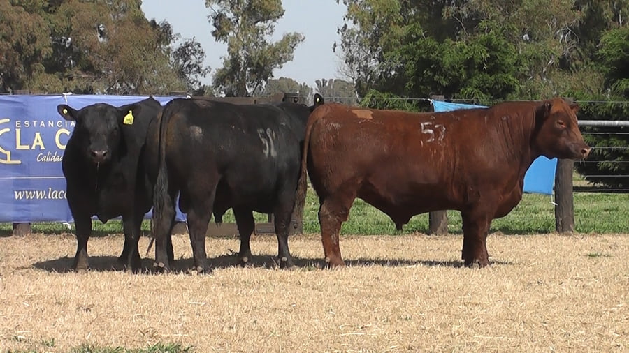 Lote TOROS ANGUS PC