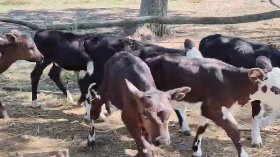 Lote 12 Terneros, San José