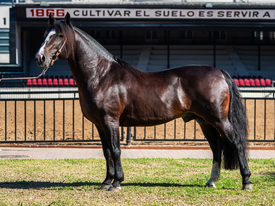 Lote BASCO IMPROVISO