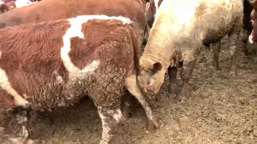 Lote 45 Novillo Gordo en Linares, VII  Región Maule