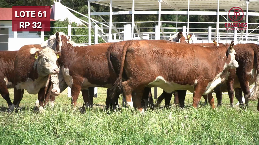 Lote VAQUILLONAS PREÑADAS PR Polled Hereford -PARICION OTOÑO 2026-