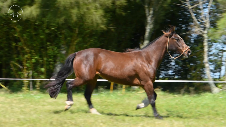 Lote El Gavilán Nube Blanca (RP 455) Cabaña "El Gavilán"