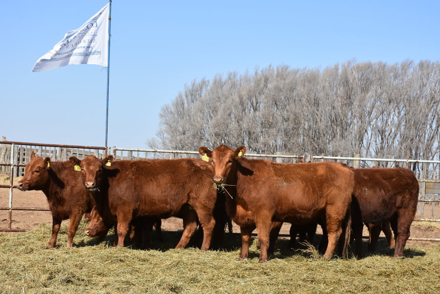 Lote VAQUILLONAS RODEO GENERAL CON GARANTÍA DE PREÑEZ  (Corral 25)