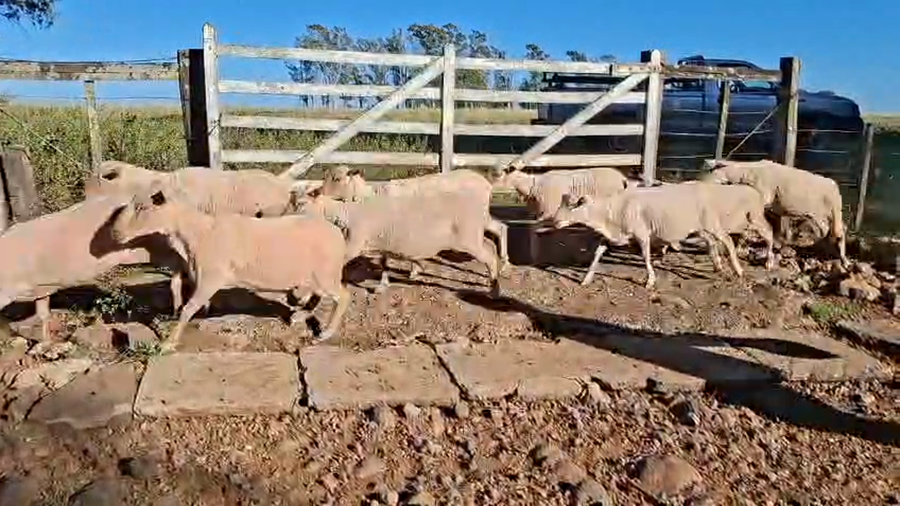 Lote OVEJAS