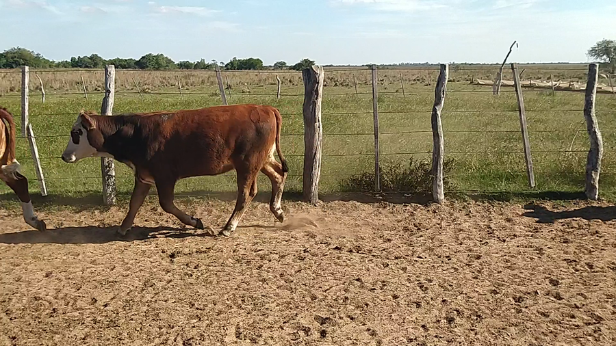Lote 110 Terneras en Chavarría, Corrientes