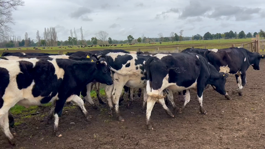 Lote 50 Novillo Engorda en Purranque, X Región Los Lagos