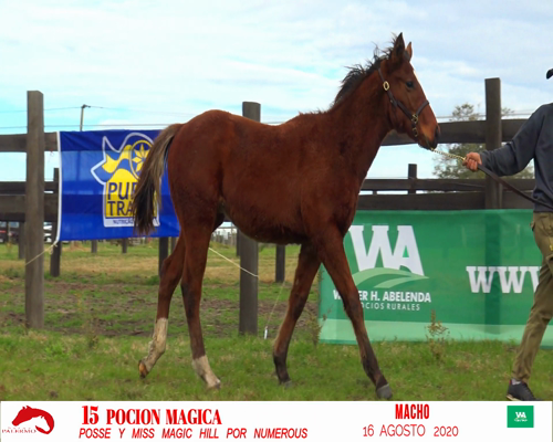 Lote POCION MAGICA