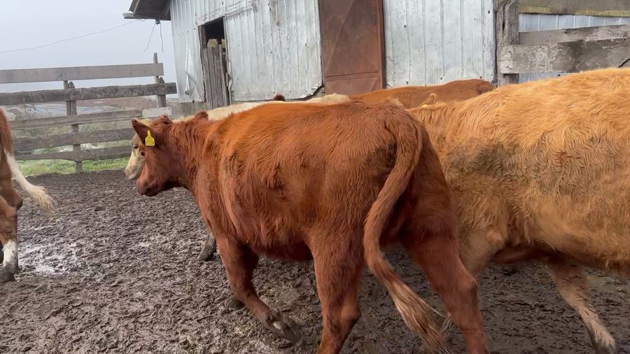 Lote 22 Vaquilla Engorda en Osorno, X Región Los Lagos