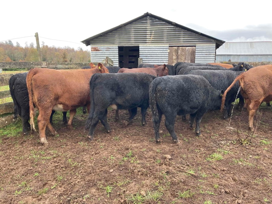 Lote 22 Vaquilla Gorda en Frutillar, X Región Los Lagos