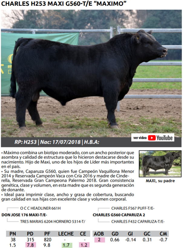 Lote TOROS PEDRIGREE