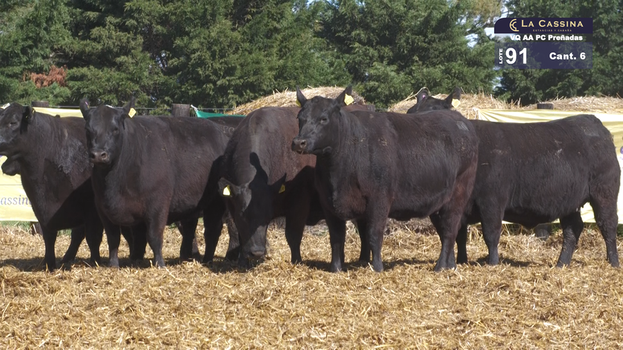 Lote VAQUILLONAS A. ANGUS PC PREÑADAS  PARICION PRIMAVERA NEGRAS