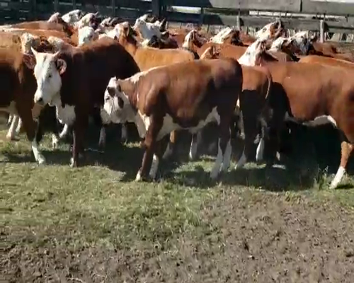 Lote 40 Terneros/as en Villaguay, Entre Ríos