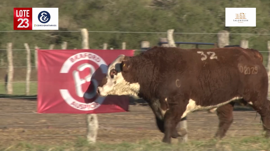 Lote Toros Braford