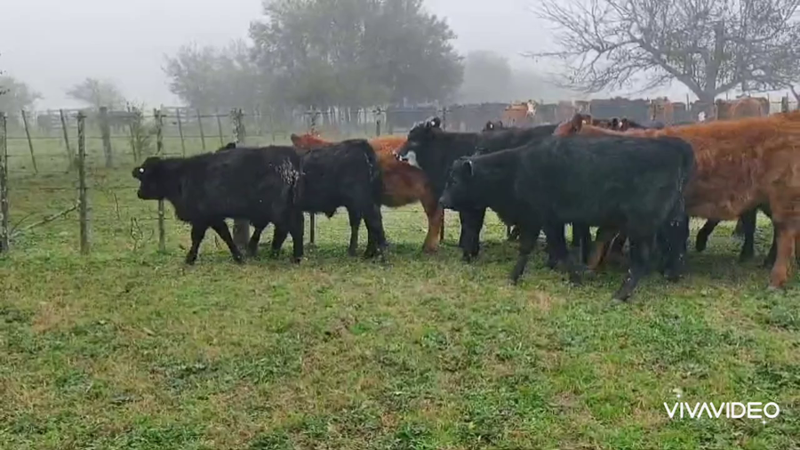 Lote 21 Terneros/as en Brandsen, Buenos Aires