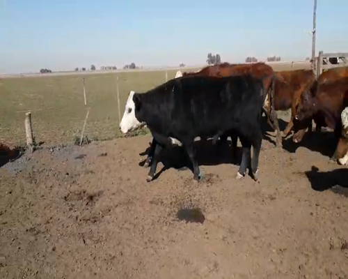 Lote 37 Vacas de invernar en Gral. Lamadrid, Buenos Aires