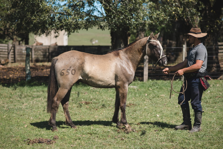 Lote ALACRÁN MOJÓN.