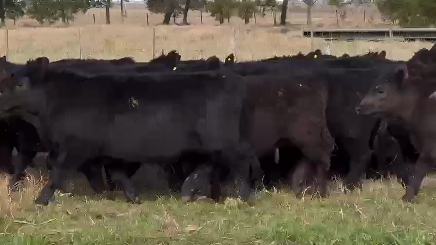 Lote 70 Terneras en Dolores, Buenos Aires