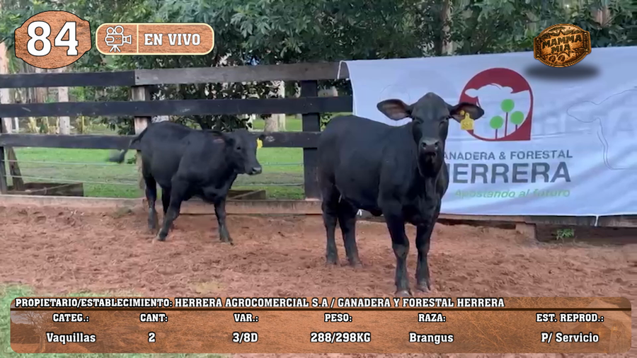 Lote LOTE 84 -EN VIVO