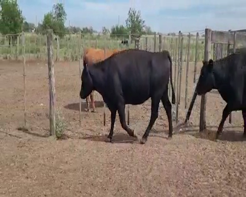 Lote 40 Vacas nuevas Preñadas en Bolívar, Buenos Aires