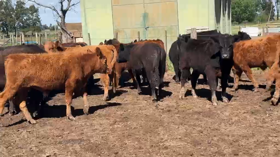 Lote 29 Novillitos